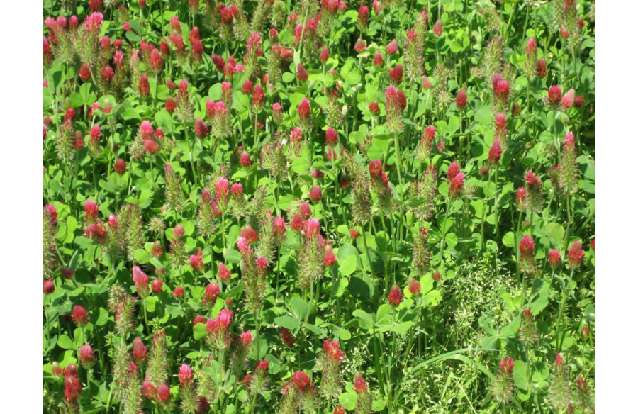 Cover-Crop